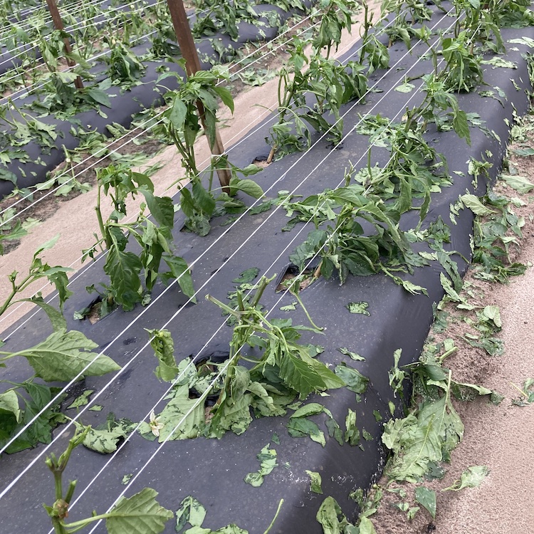 Late April storms damage South Georgia farms